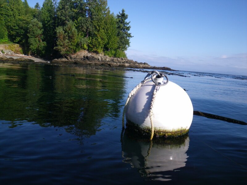 White Buoy in Water