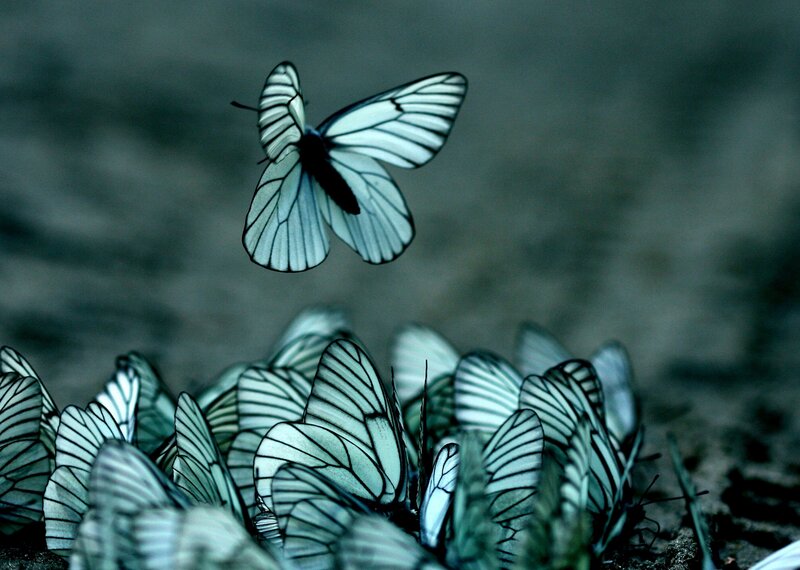White butterflies in flight