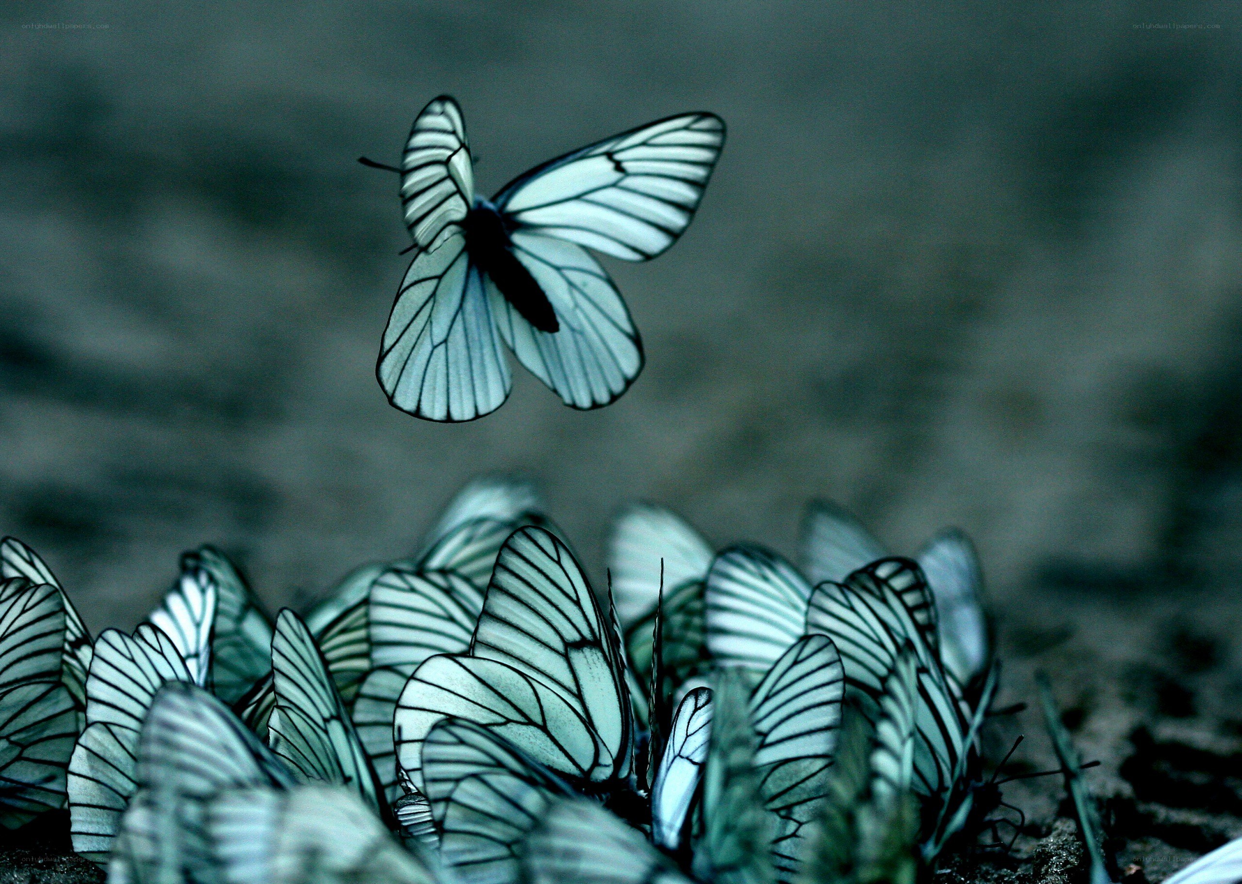 White butterflies in flight