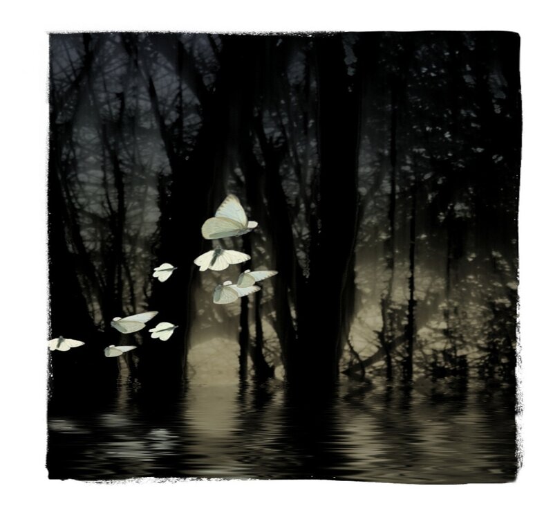 White Butterflies in Forest