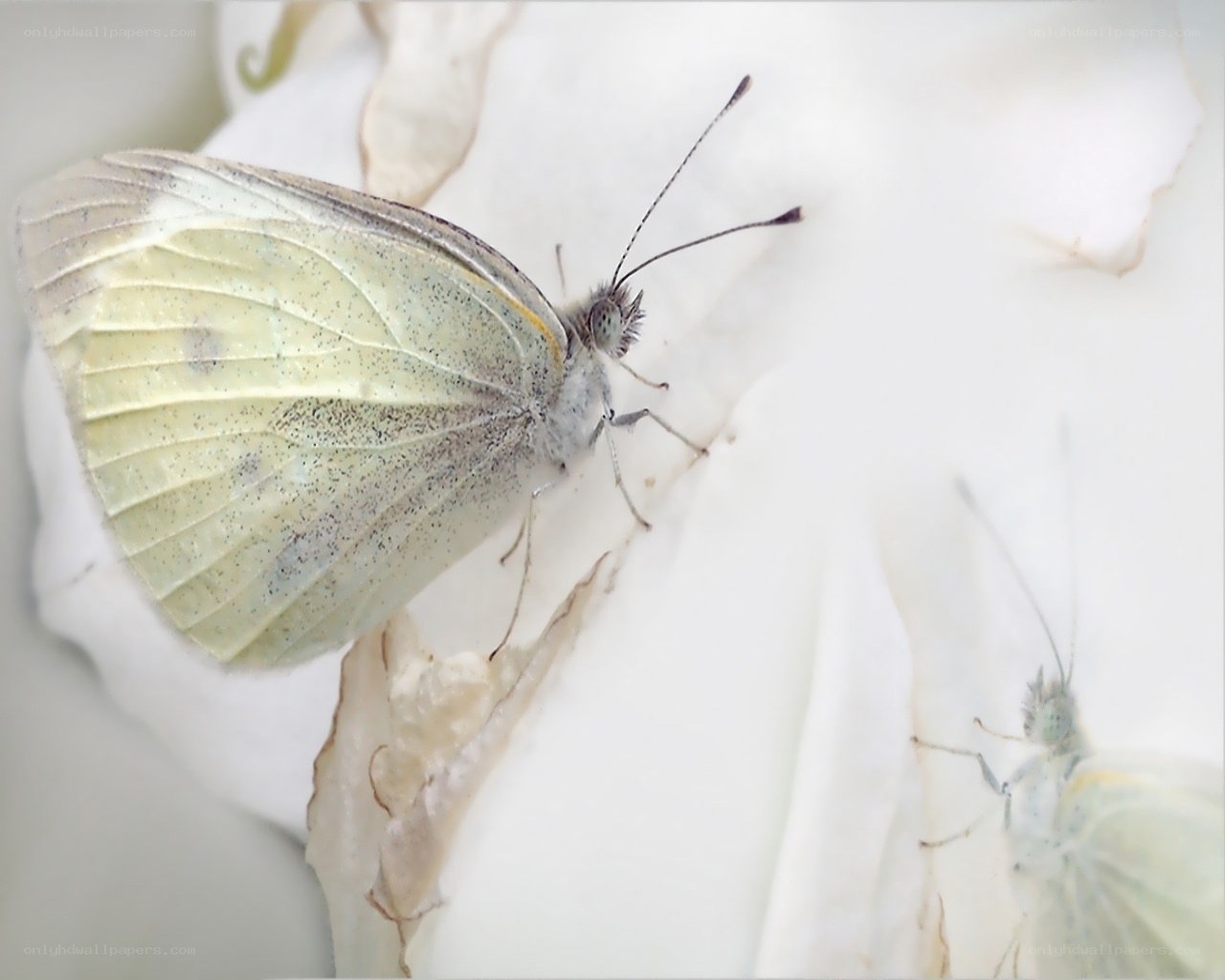 White butterflies on a flower