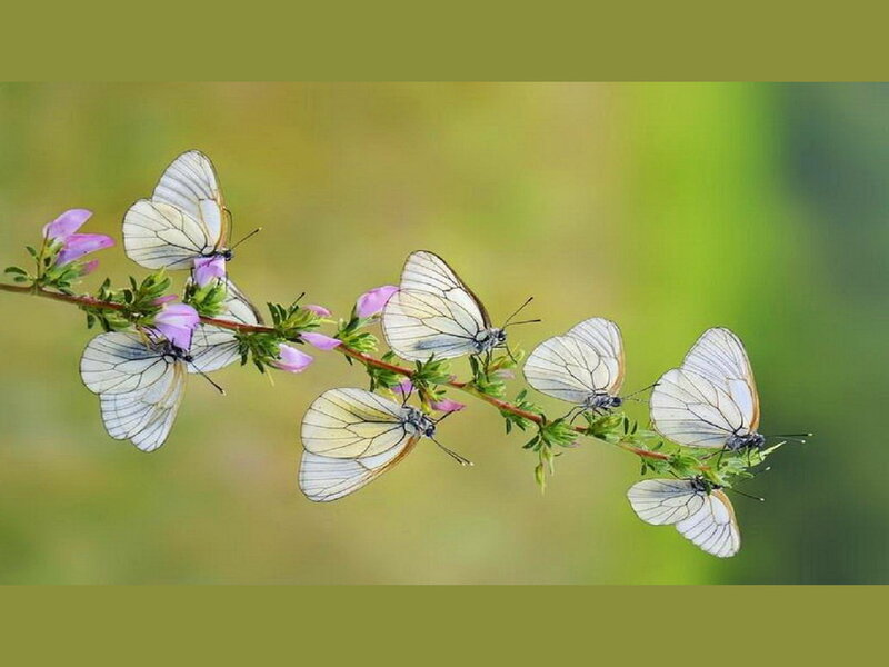 White Butterflies on Branch