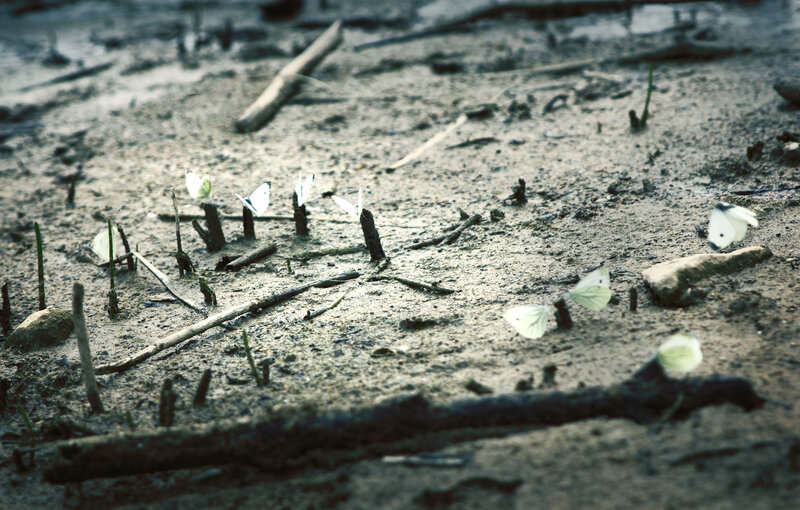 White Butterflies on Mud