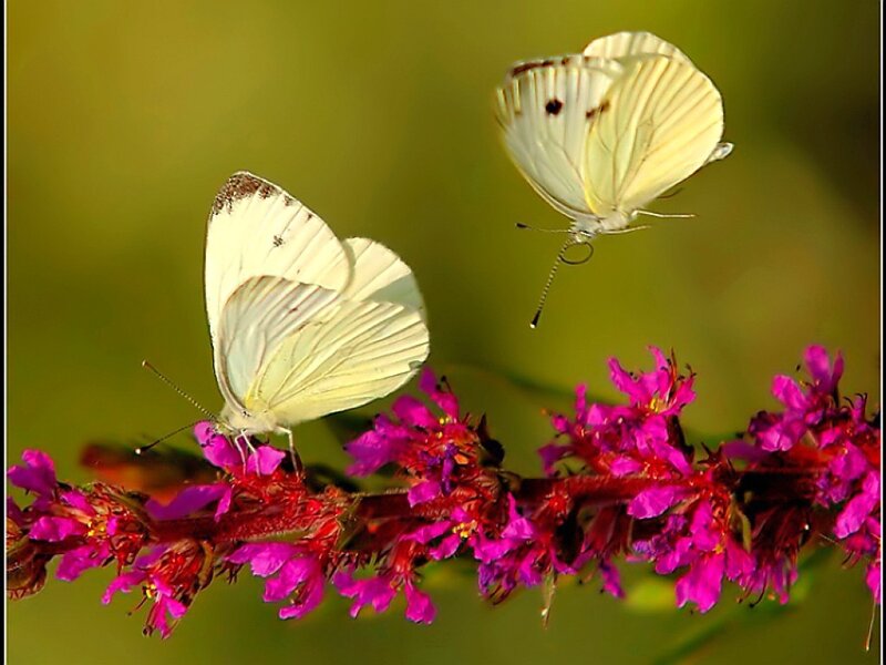 White butterflies on pink flowers