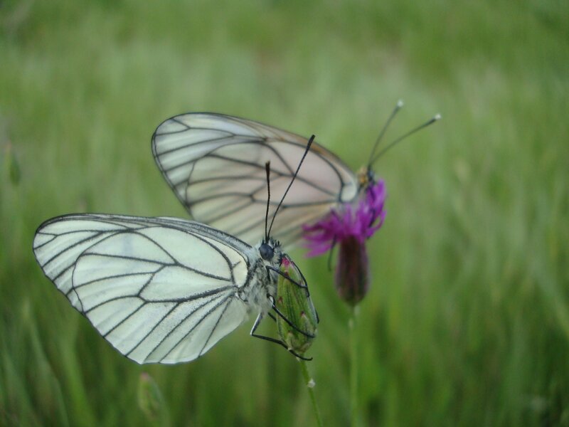 White butterflies on purple flower