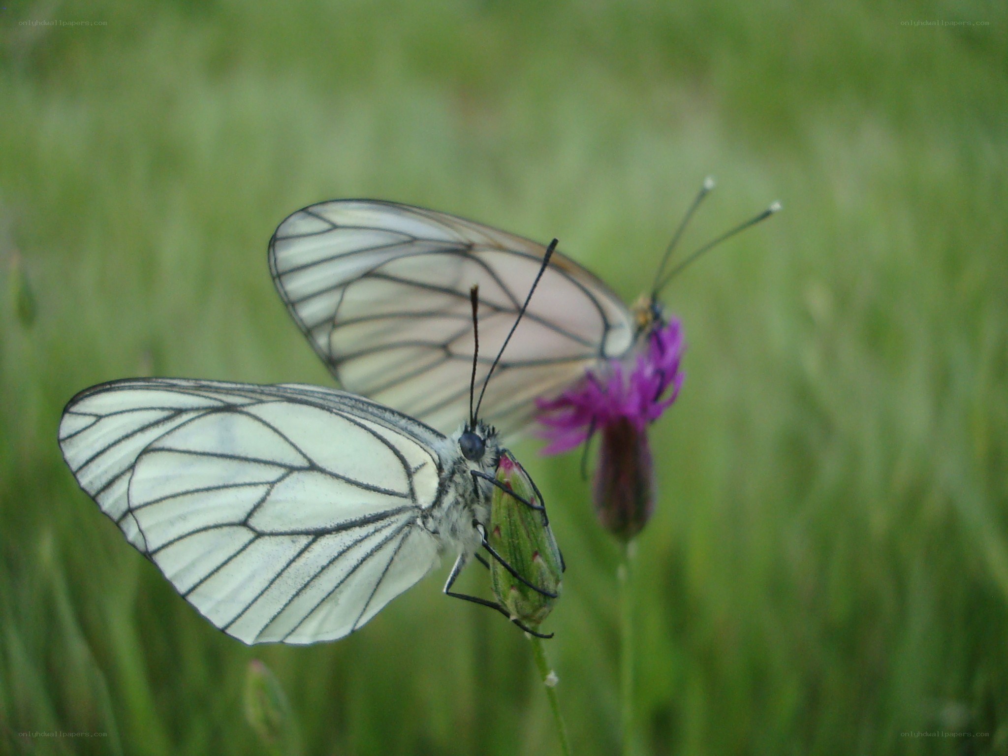 White butterflies on purple flower
