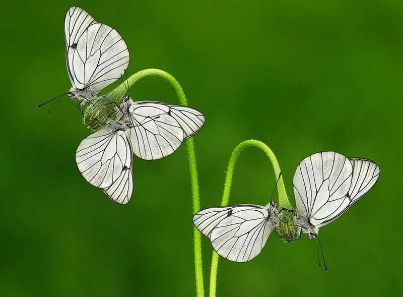 White Butterflies on Stems