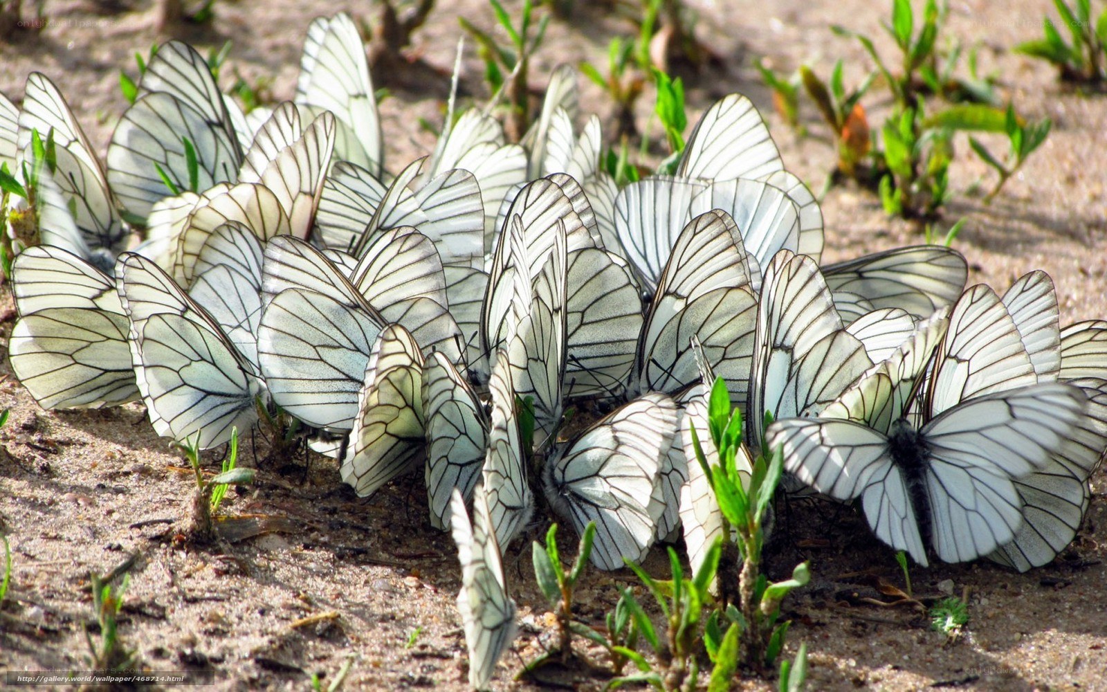 White butterflies on the ground