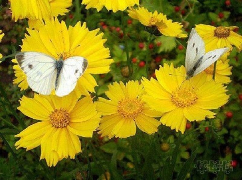 White Butterflies on Yellow Flowers