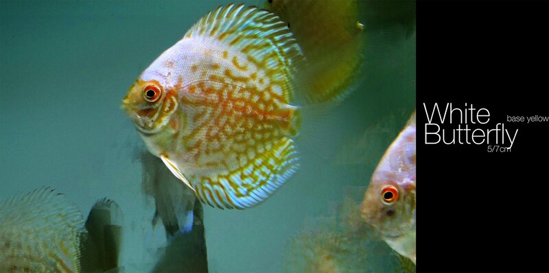 White Butterfly Discus Fish