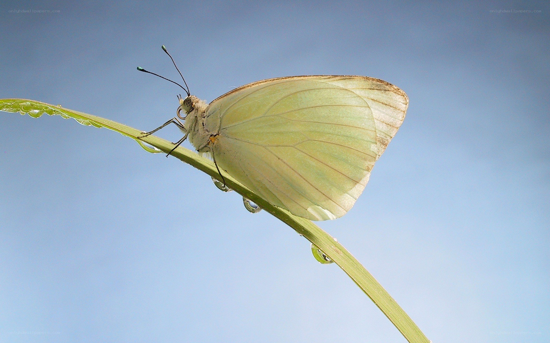 White butterfly on a dewy leaf