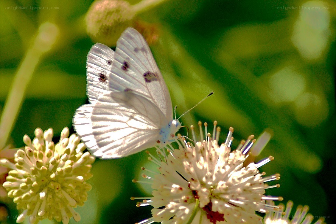 White butterfly on a flower