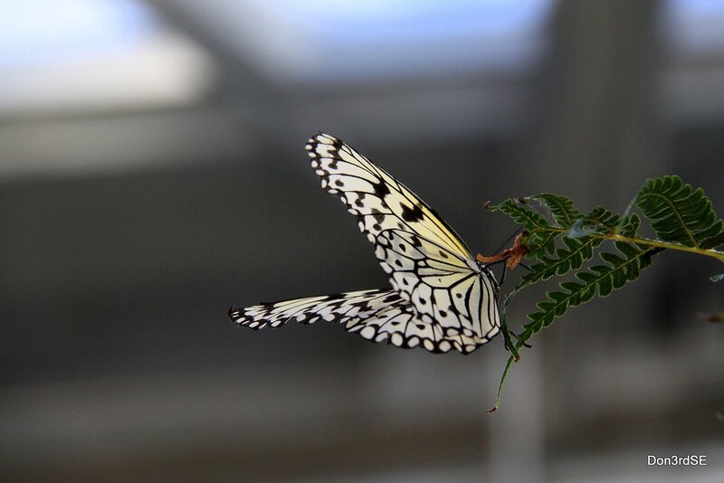 White butterfly on a leaf