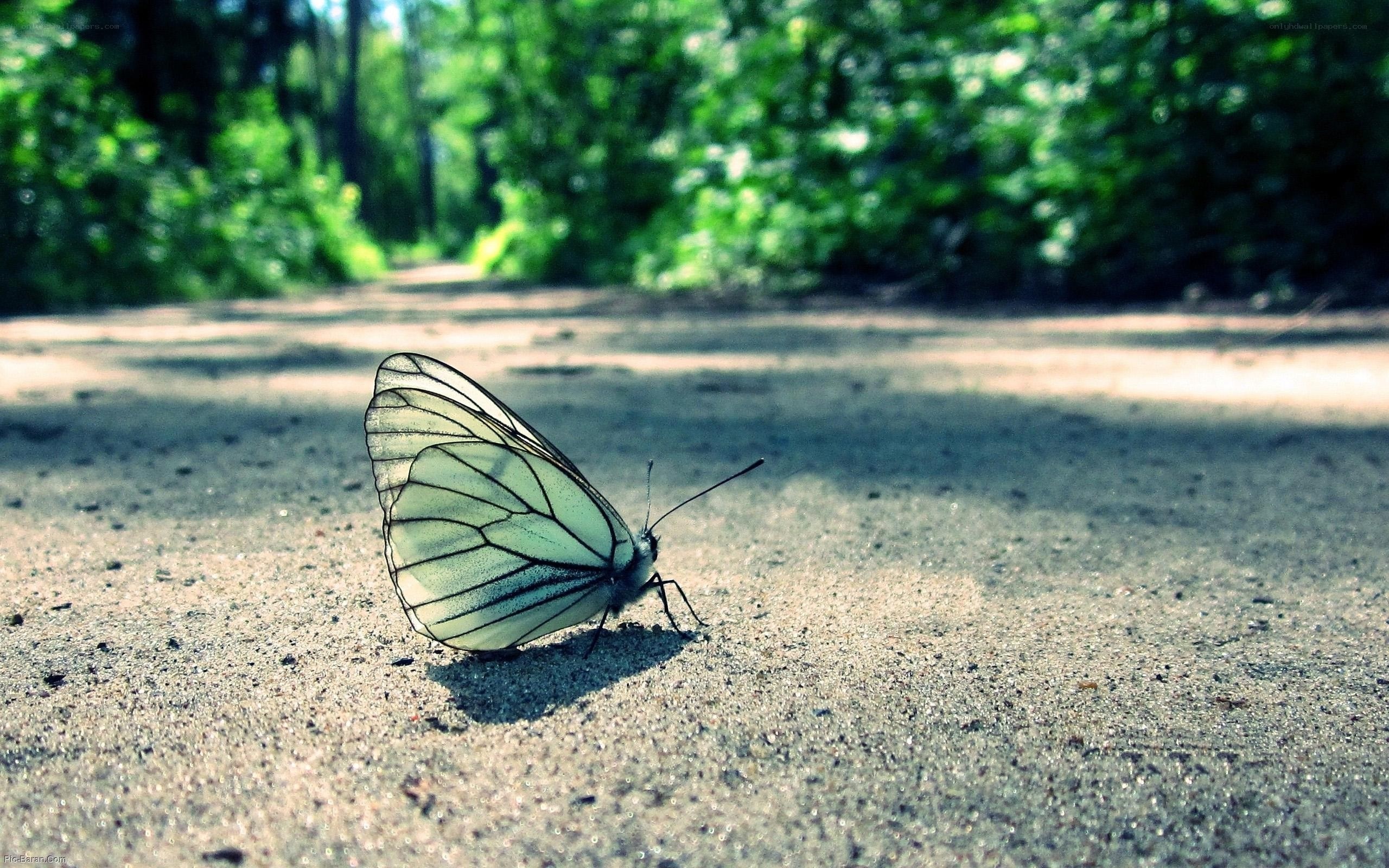 White butterfly on a path