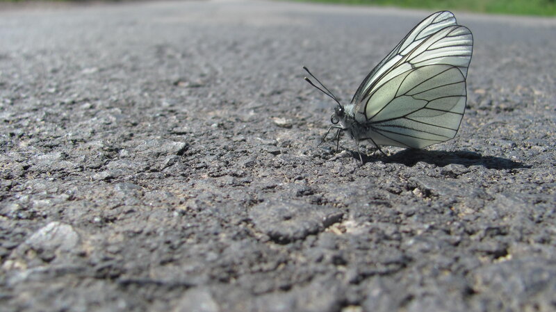 White Butterfly on Asphalt
