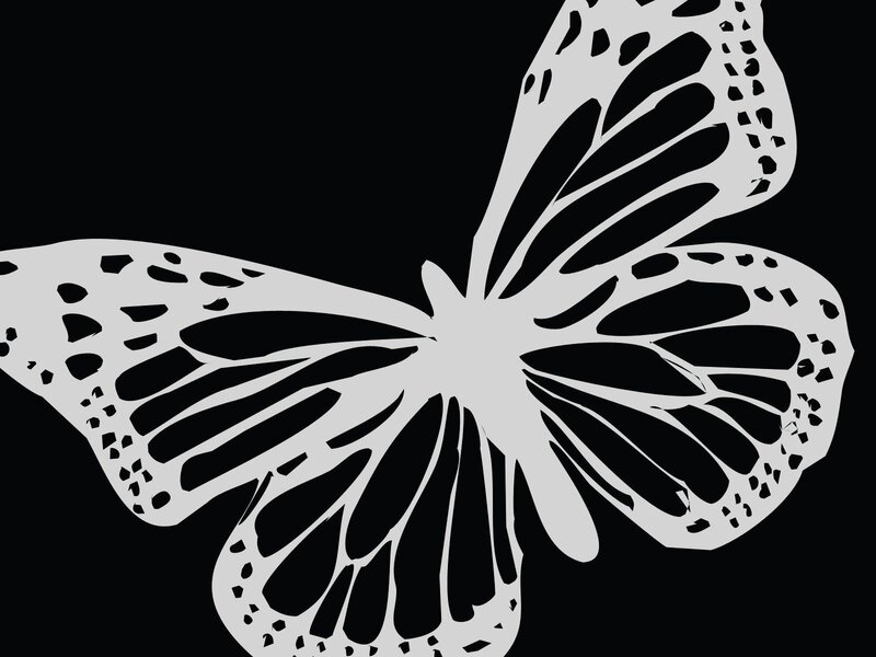 white butterfly on black background