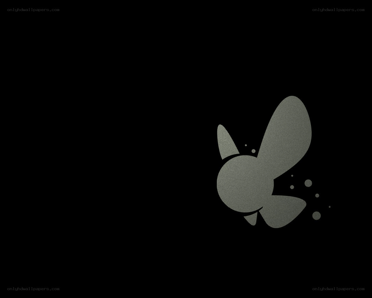 white butterfly on black