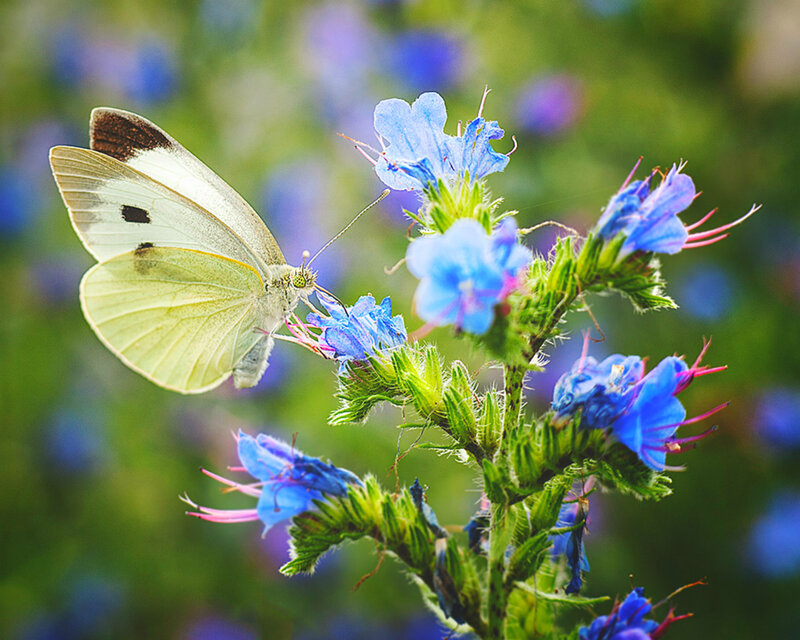 White Butterfly on Blue Flower — Serene