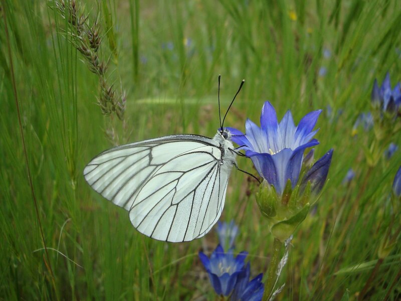 White butterfly on blue flower