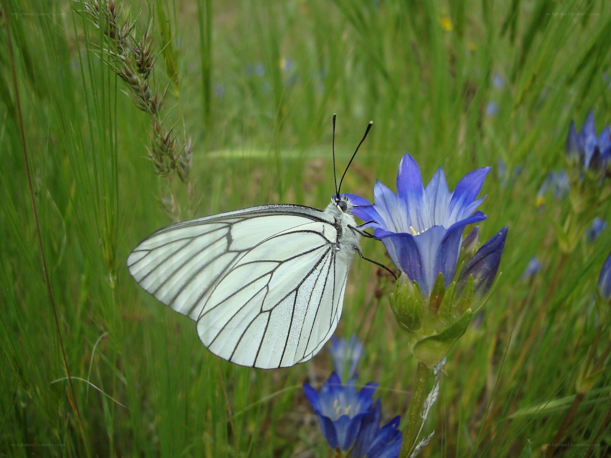 White butterfly on blue flower
