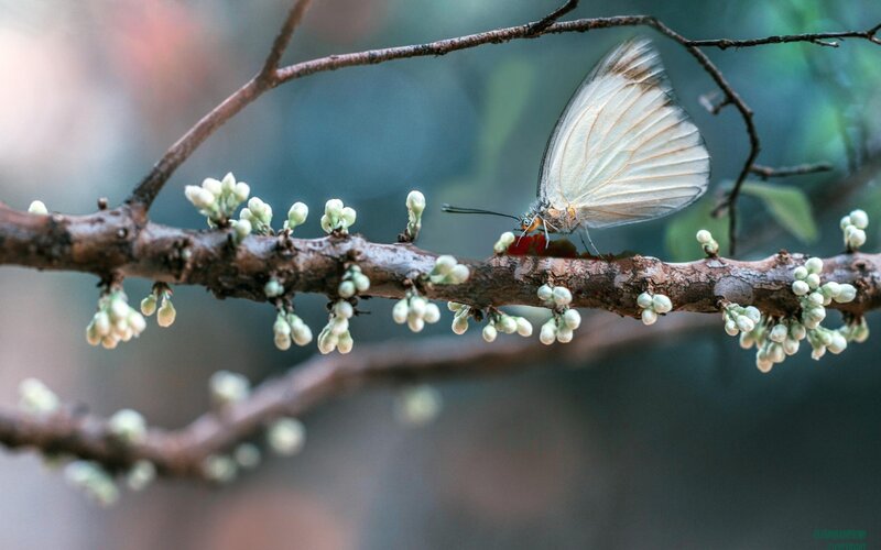 White Butterfly on Branch — Brown