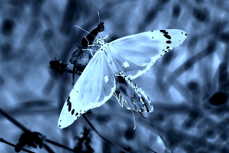 White Butterfly on Branch