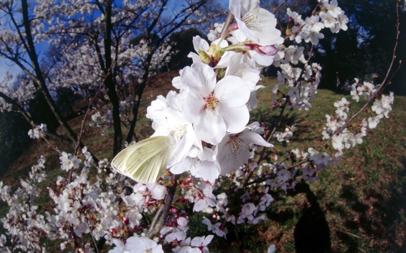 White Butterfly on Cherry Blossoms