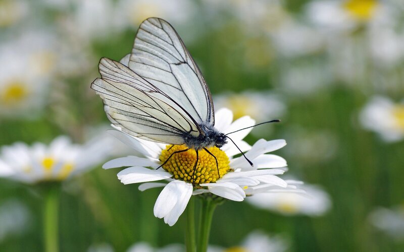 White Butterfly on Daisy — Serene, Afternoon