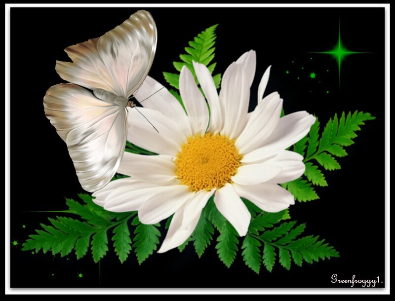 White Butterfly on Daisy
