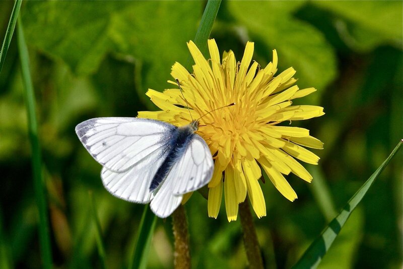 White Butterfly on Dandelion — Yellow, Calm