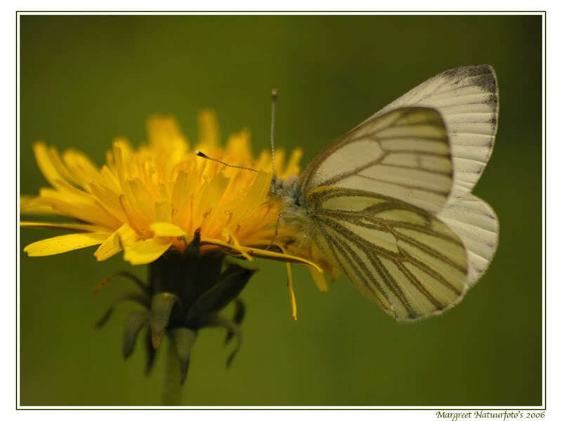 White Butterfly on Dandelion — Yellow