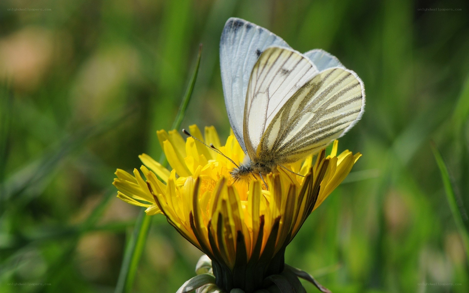 White butterfly on dandelion
