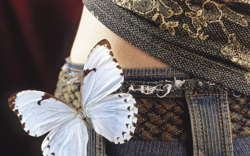 White Butterfly on Denim