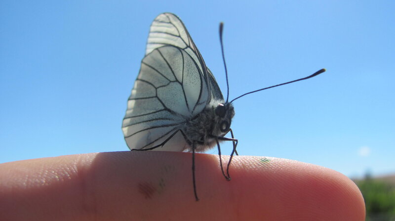 White Butterfly on Finger