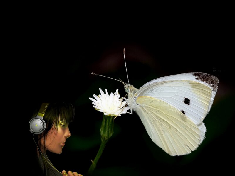 White Butterfly on Flower — Black