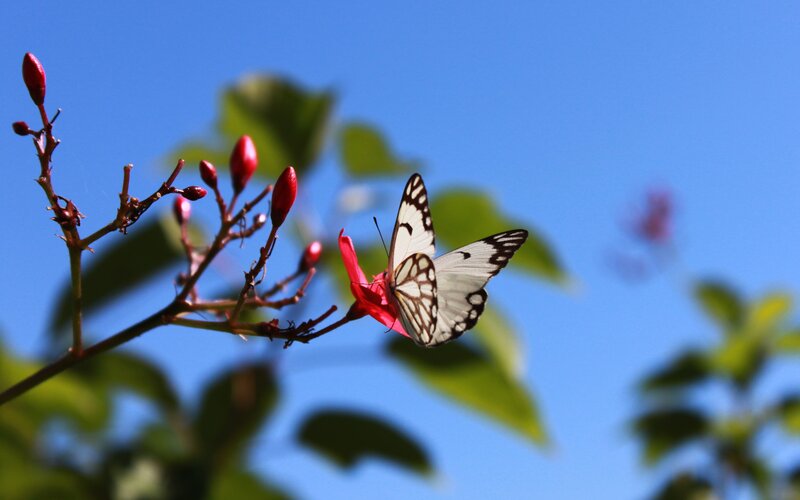 White Butterfly on Flower — Blue, Serene, Afternoon