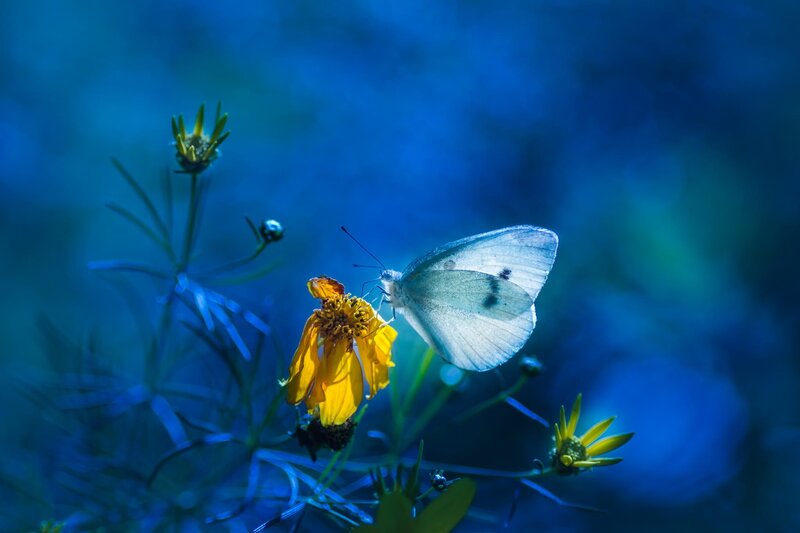 White Butterfly on Flower — Blue, Serene, Photograph