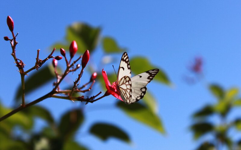 White Butterfly on Flower — Blue, Serene