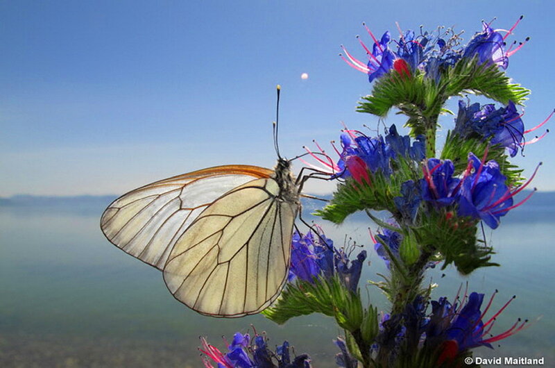 White Butterfly on Flower — Blue