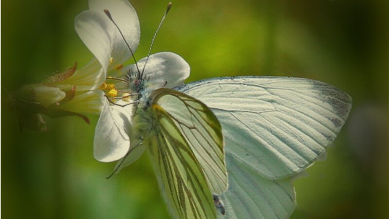 White Butterfly on Flower — Calm, Afternoon, Photograph, Insect, Greenery