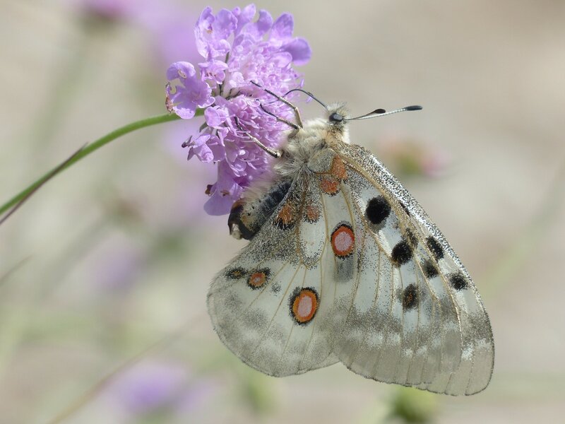 White Butterfly on Flower — Calm, Afternoon, Photograph, Insect