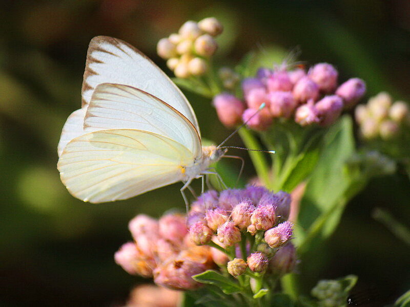 White Butterfly on Flower — Calm, Afternoon, Photograph, Plant