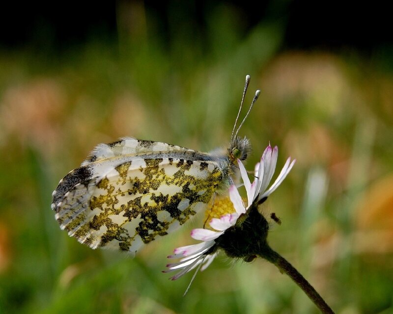 White Butterfly on Flower — Calm, Afternoon, Photograph