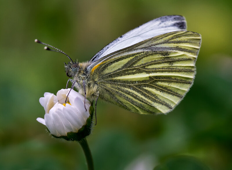 White Butterfly on Flower — Calm, Afternoon