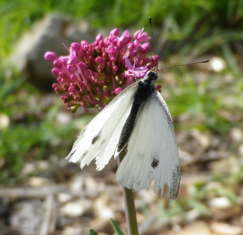 White Butterfly on Flower — Calm