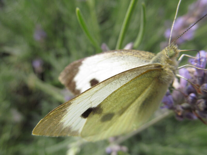White Butterfly on Flower — Green, Calm