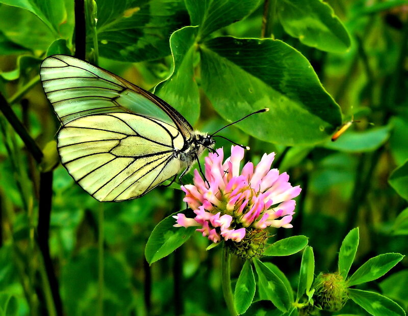 White Butterfly on Flower — Green, Natural