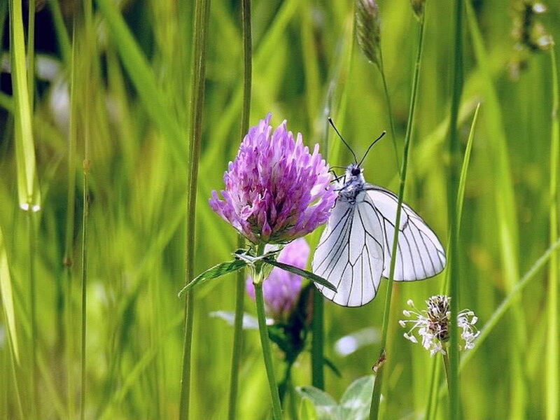 White Butterfly on Flower — Green