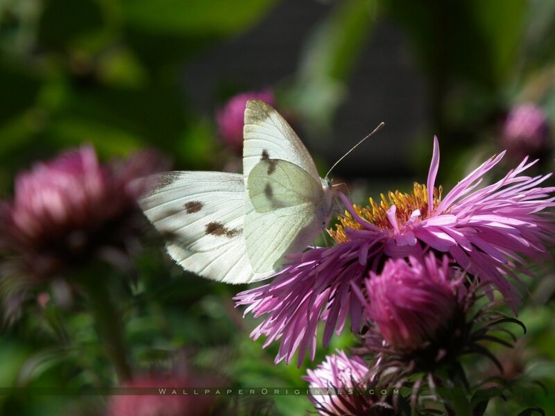 White Butterfly on Flower — Pink, Serene