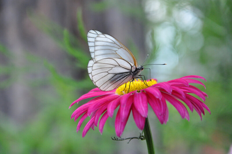 White Butterfly on Flower — Pink